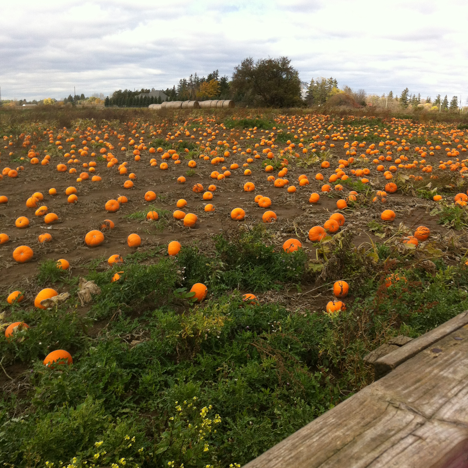 summer-school-pumpkins